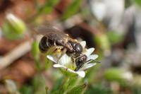 Lasioglossum marginatum