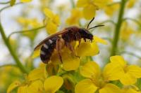 Lasioglossum xanthopus