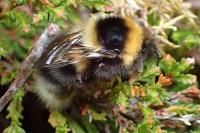 Bombus jonellus