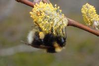 Bombus jonellus