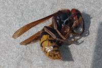 Vespa crabro