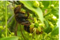 Vespa crabro