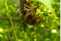 Vespa crabro