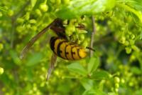 Vespa crabro