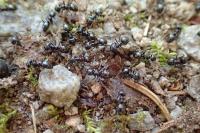 Lasius fuliginosus