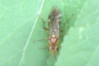 Tenthredopsis nassata
