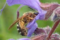 Lasioglossum xanthopus