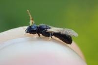 Hylaeus cornutus
