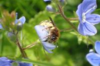 Lasioglossum laevigatum