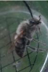 Eucera nigrescens