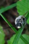 Eucera nigrescens