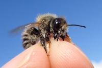 Megachile nigriventris