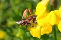 Osmia aurulenta