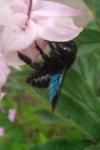 Xylocopa violacea