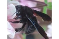 Xylocopa violacea