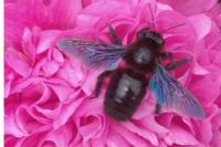 Xylocopa violacea