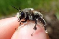 Anthophora aestivalis