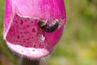 Lasioglossum buccale