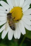 Apis mellifera