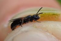 Chelostoma campanularum
