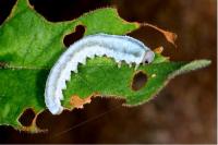 Monostegia abdominalis