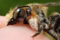 Megachile willughbiella