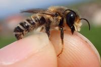 Megachile ericetorum