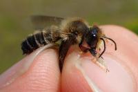 Megachile willughbiella
