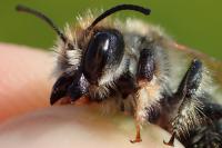 Megachile circumcincta