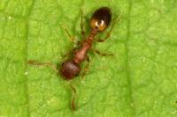 Temnothorax nylanderi