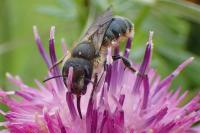 Osmia niveata