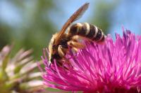 Halictus sexcinctus