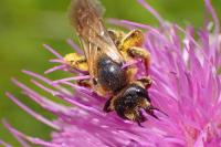 Halictus sexcinctus