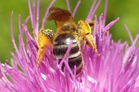 Halictus sexcinctus