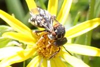 Epeolus