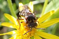 Epeolus