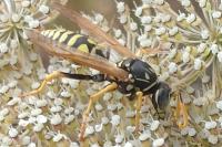 Polistes dominula