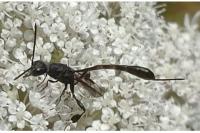 Gasteruption assectator
