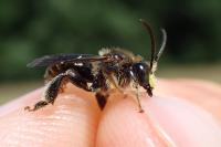 Macropis europaea