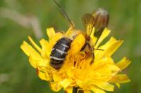 Dasypoda hirtipes