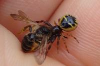 Andrena denticulata