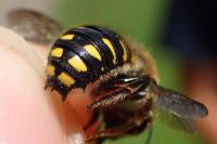 Anthidium septemspinosum