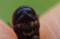 Heriades truncorum