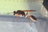 Sceliphron curvatum