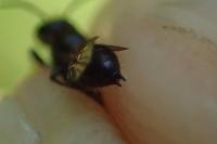 Chelostoma campanularum