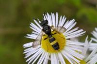 Cerceris rybyensis