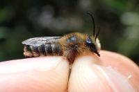 Melitta haemorrhoidalis