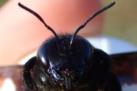 Xylocopa valga