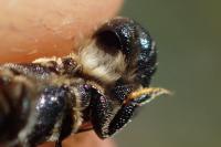 Heriades crenulata