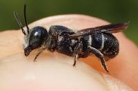 Heriades crenulata